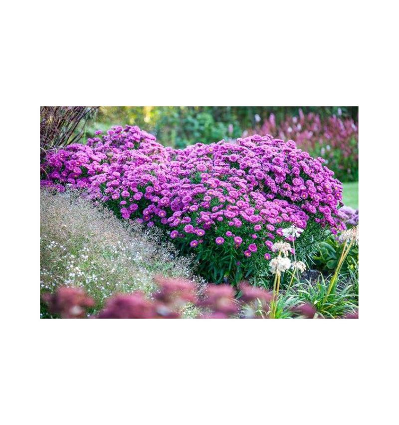 Aster dumosus Starlight - астер розов ( 1611)